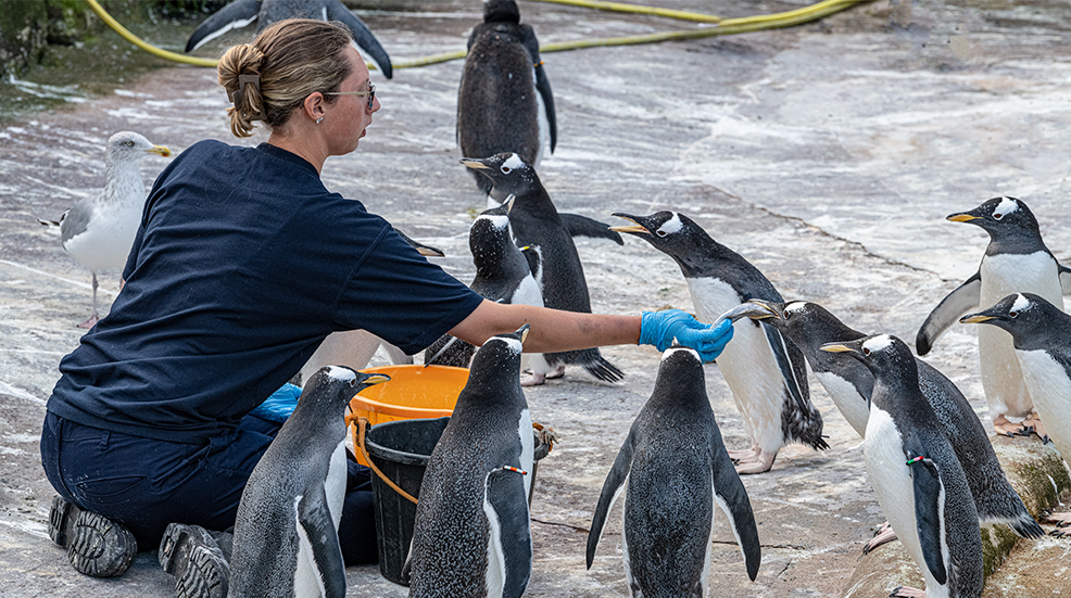 Woman feeding penguins at Edinburgh zoo